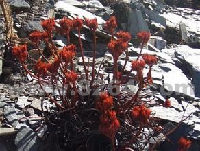 川西紅景天 川西紅景天