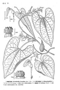 蜂窠馬兜鈴 蜂窠馬兜鈴