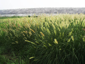短芒拂子芽 短芒拂子芽