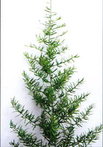 昆明天門冬 昆明天門冬