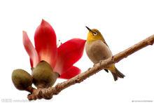 木棉花與枝上鳥