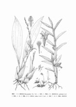 植物類群 植物類群