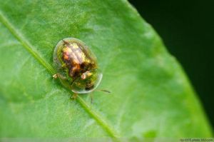 黃金瓢蟲 黃金瓢蟲