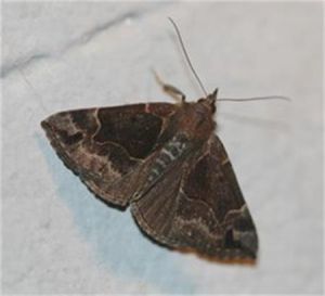 顯卜夜蛾 顯卜夜蛾