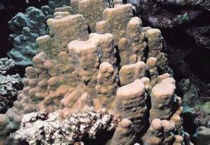 駝峰濱珊瑚 駝峰濱珊瑚