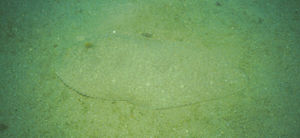 黑緣箬鰨 黑緣箬鰨