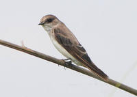 褐喉沙燕中華亞種