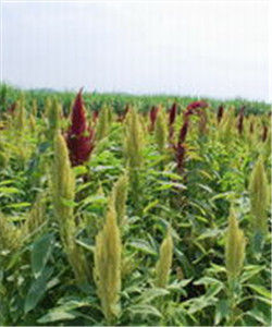 超富集植物 超富集植物