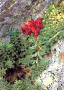 唐古特紅景天 唐古特紅景天