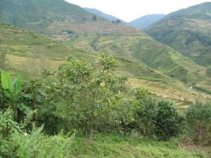 大樹草皮村 大樹草皮村