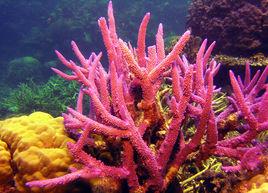 海洋藍精靈 海洋藍精靈