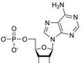 磷酸腺苷 磷酸腺苷