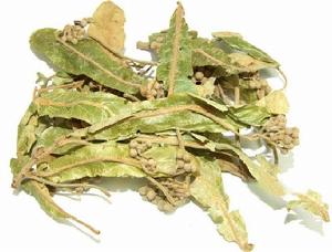 萬山紅菩提葉 萬山紅菩提葉