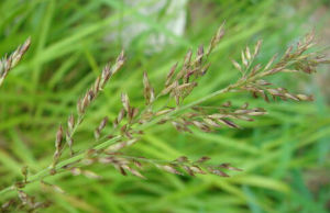 大花野古草 大花野古草