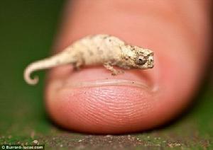 布魯克西亞變色蜥蜴