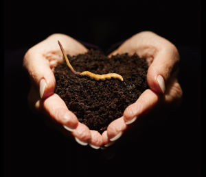 東陽光鮮草 東陽光鮮草