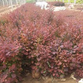 紫葉小波 紫葉小波