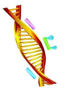 聚合酶鏈式反應 聚合酶鏈式反應