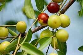 濃縮維生素C酸棗汁 濃縮維生素C酸棗汁