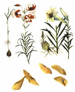 百合疫病 百合疫病