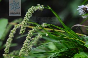 岩菖蒲屬 岩菖蒲屬