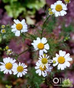 （圖）德國甘菊