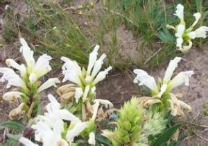 乳白香青 乳白香青