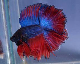 打架魚[電影初戀紅豆冰李心潔飾演的角色]