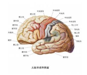 CNS[中樞神經系統法]