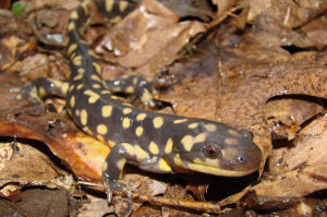 灰虎斑鈍口螈 灰虎斑鈍口螈