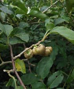 麻葉獼猴桃 麻葉獼猴桃