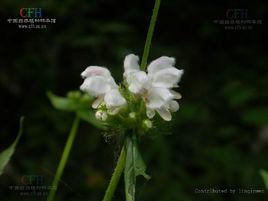 山蘇子根[山蘇子根]