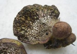 棱邊馬勃 棱邊馬勃