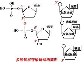 多聚酶鏈式反應 多聚酶鏈式反應