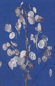 （圖）金錢花－銀扇草 