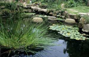 木賊狀荸薺 木賊狀荸薺