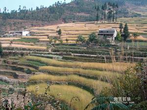 哈尼村落