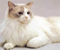 拉格多爾貓