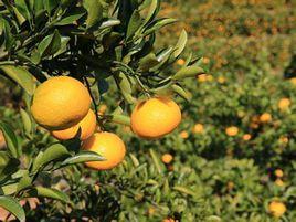 太空桔柚 太空桔柚