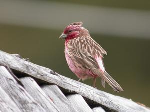 曙紅朱雀形態特徵