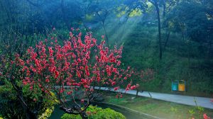 桃花澗[廣州白雲山景點]