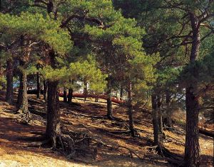 綽源國家森林公園