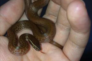 非洲屋蛇 非洲屋蛇