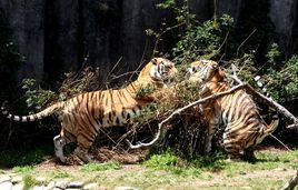 兩虎相爭,必有一傷 兩虎相爭,必有一傷