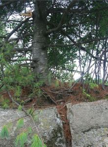 生存的欲望 生存的欲望