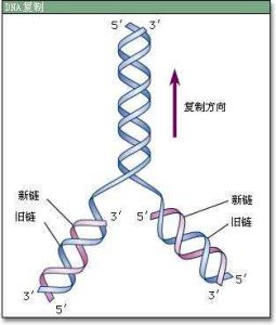 雙鏈RNA 雙鏈RNA