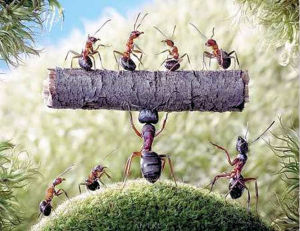 俄羅斯畫家安德烈的微距攝影世界 1