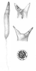 雙盤吸蟲 雙盤吸蟲