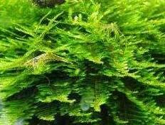 平截棉蘚 平截棉蘚