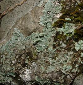 石花[中草藥名]